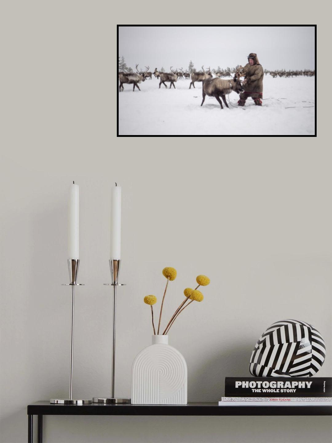 Jigori hunts reindeer III Poster och Canvastavla