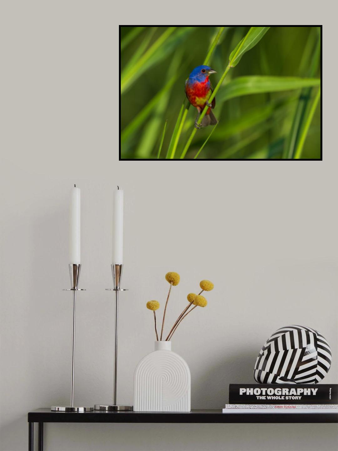 A Painted Bunting Poster och Canvastavla