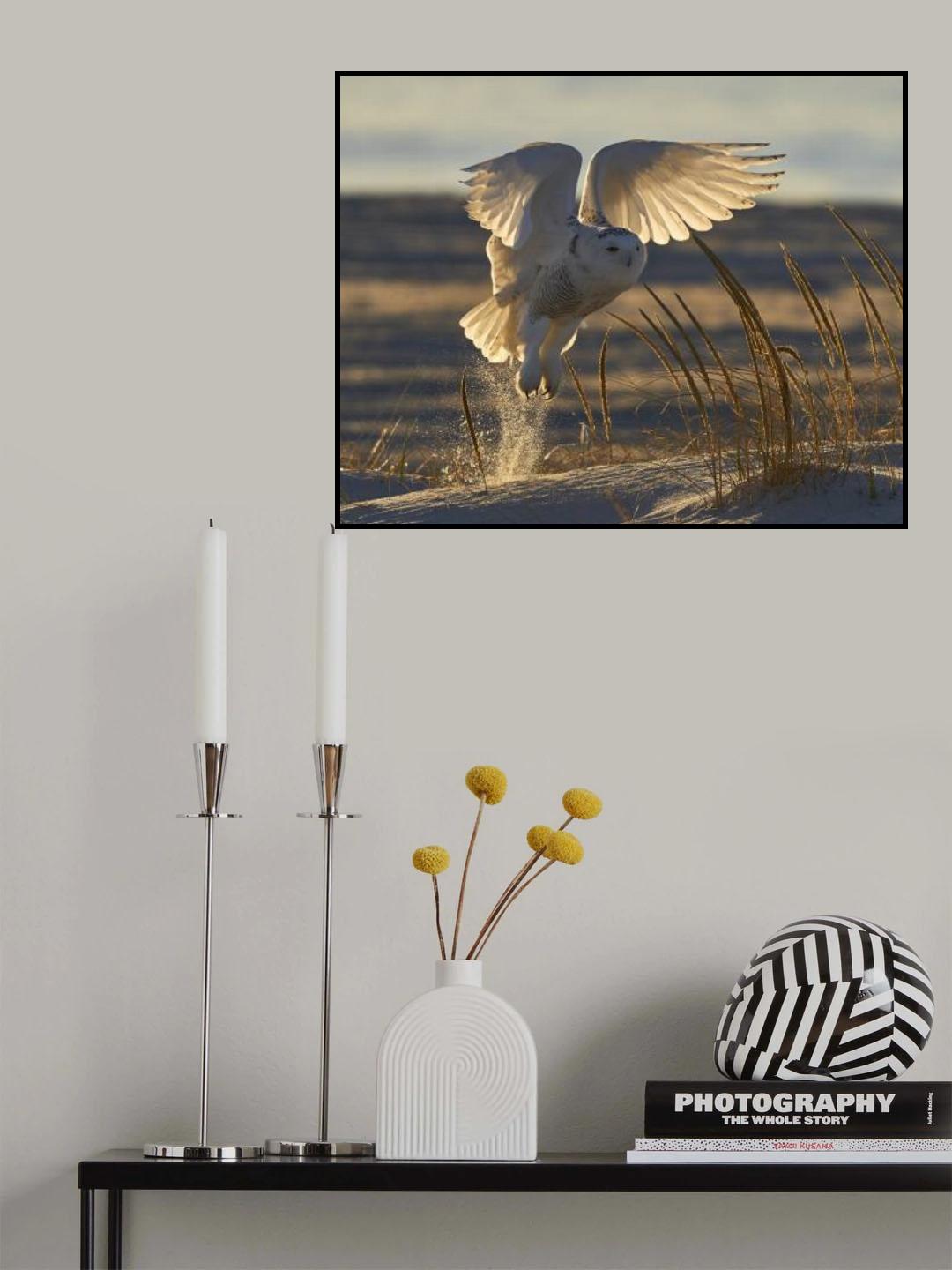 Fly at morning light. Poster och Canvastavla