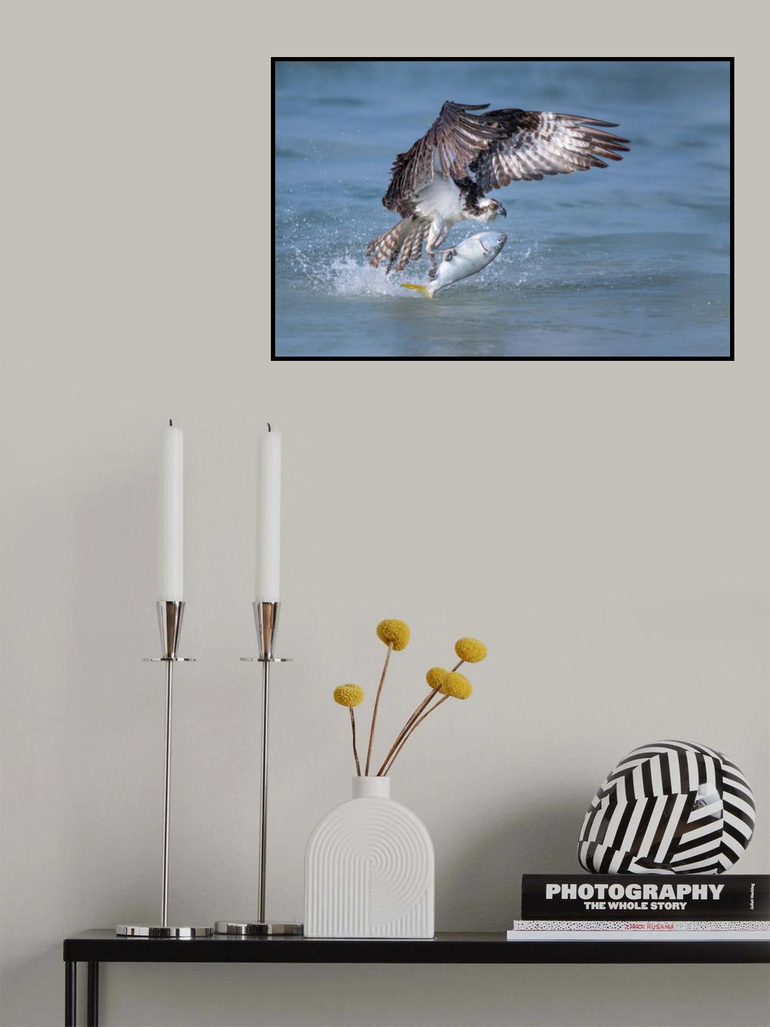 Pompano! Poster och Canvastavla