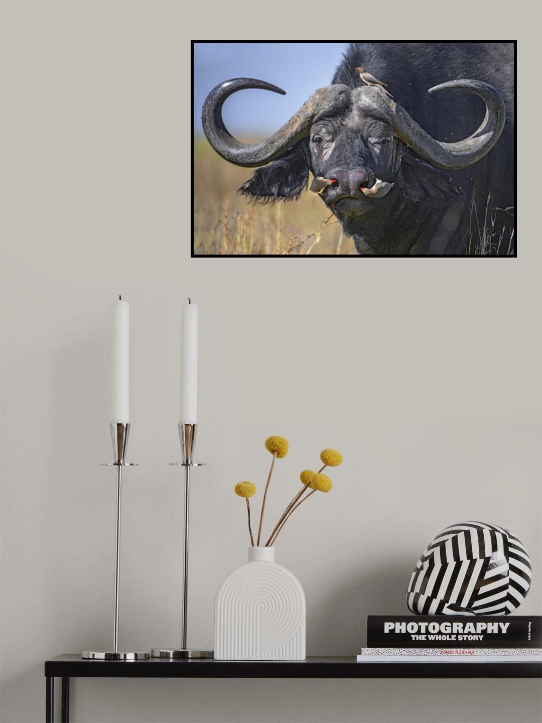 Oxpeckers on buffalo Poster och Canvastavla