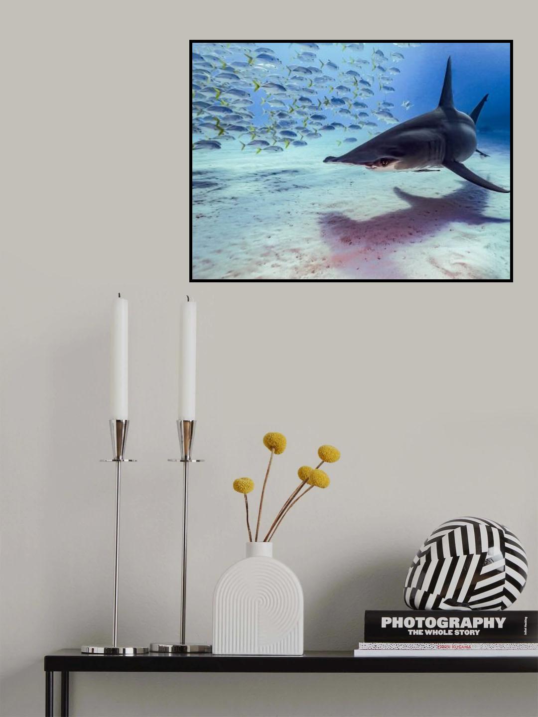 The great hammerhead shark Poster och Canvastavla