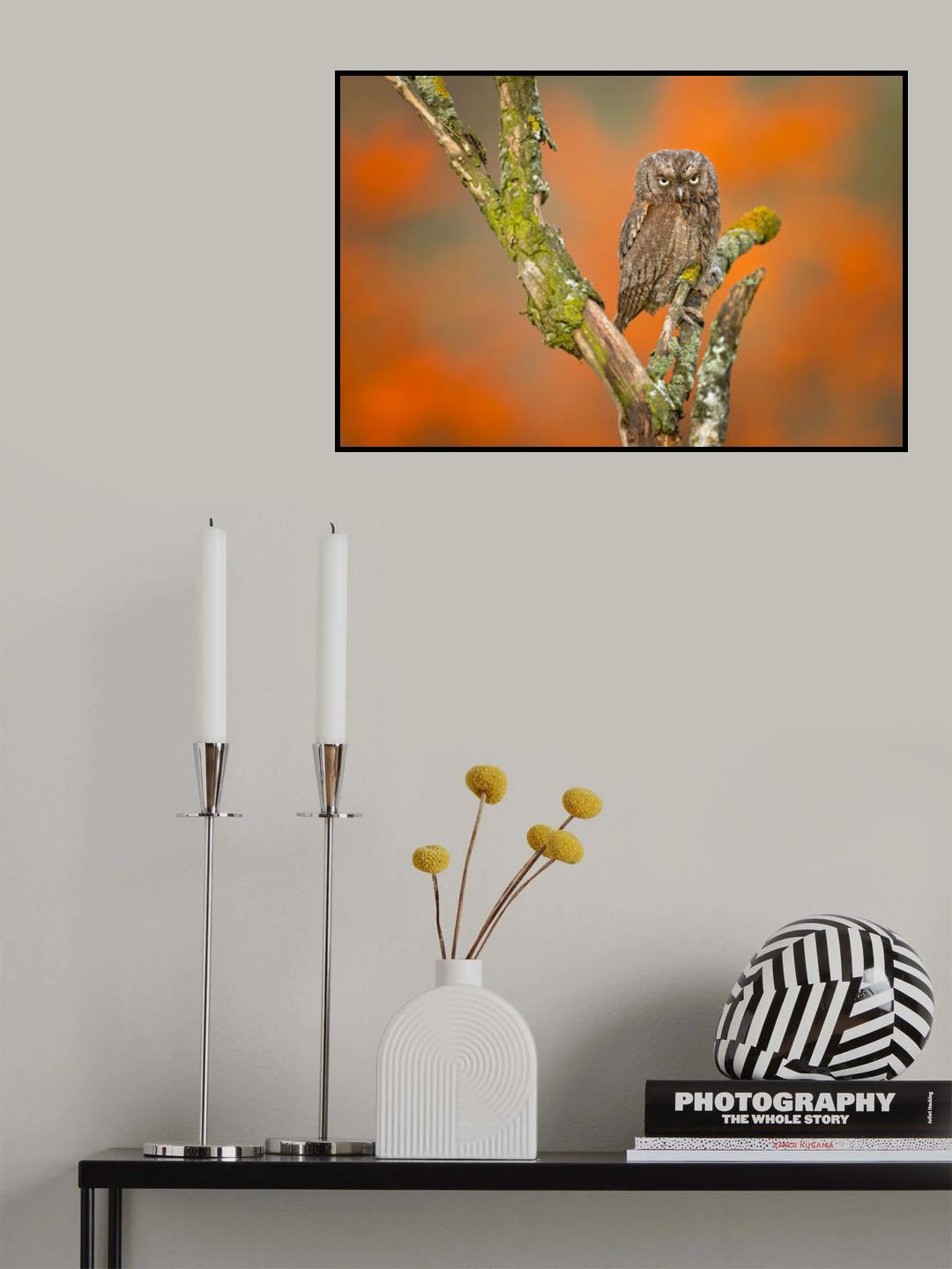 Eurasian scops owl Poster och Canvastavla