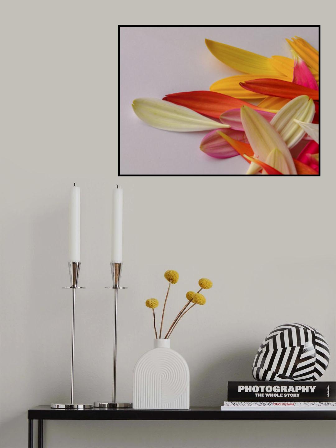 colorful flower petals Poster och Canvastavla