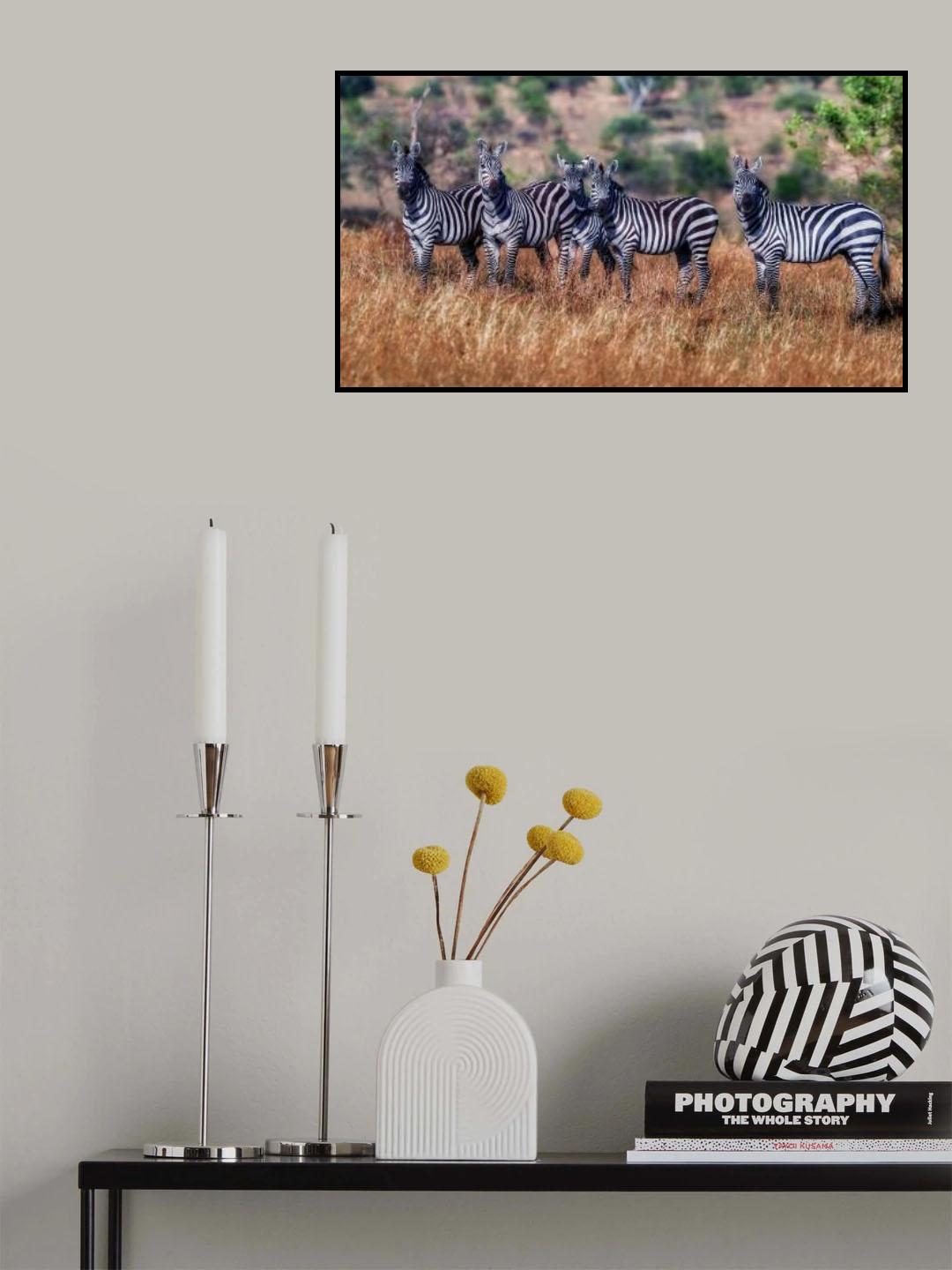 Zebras Poster och Canvastavla