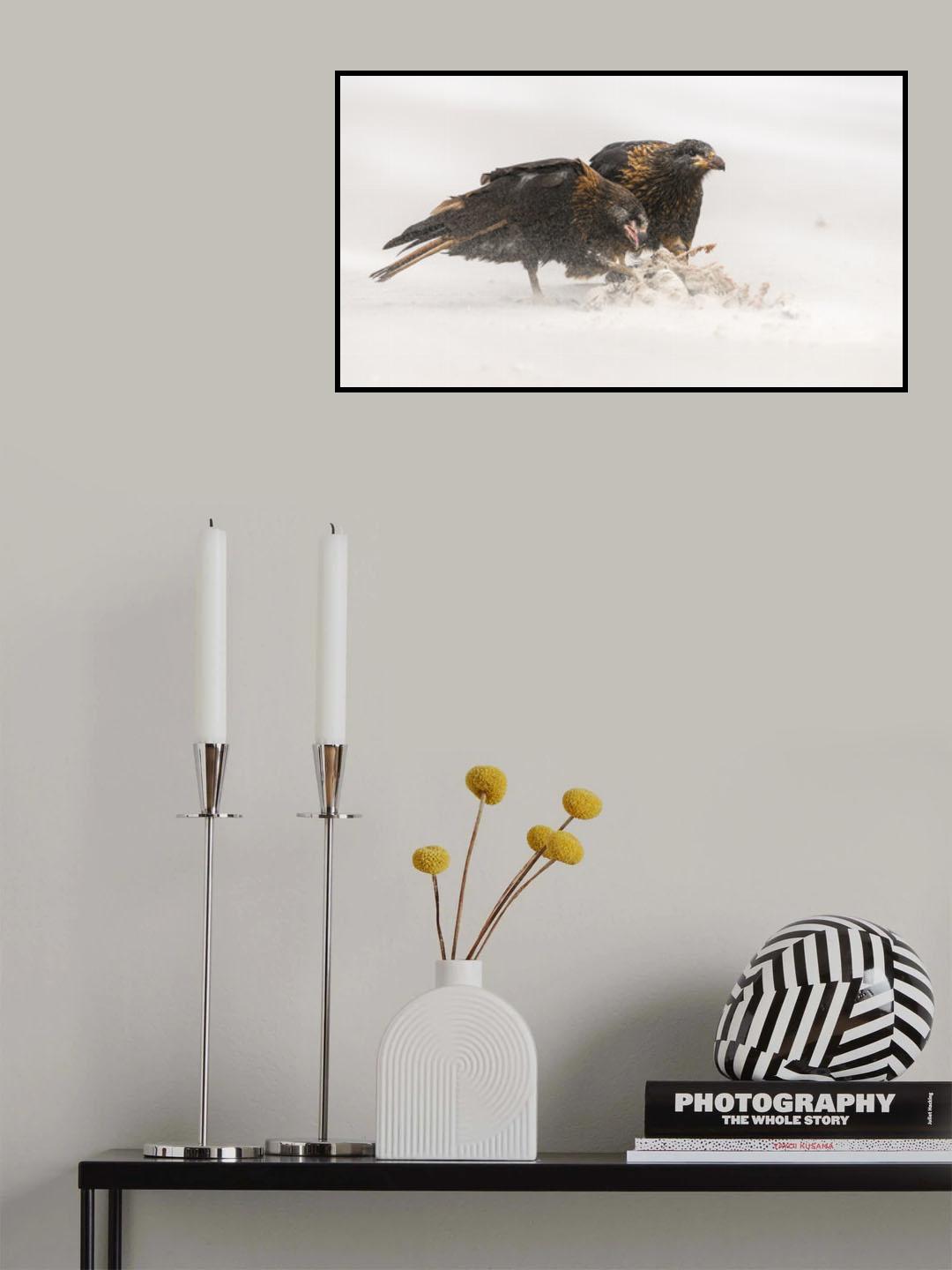 food caracara Poster och Canvastavla