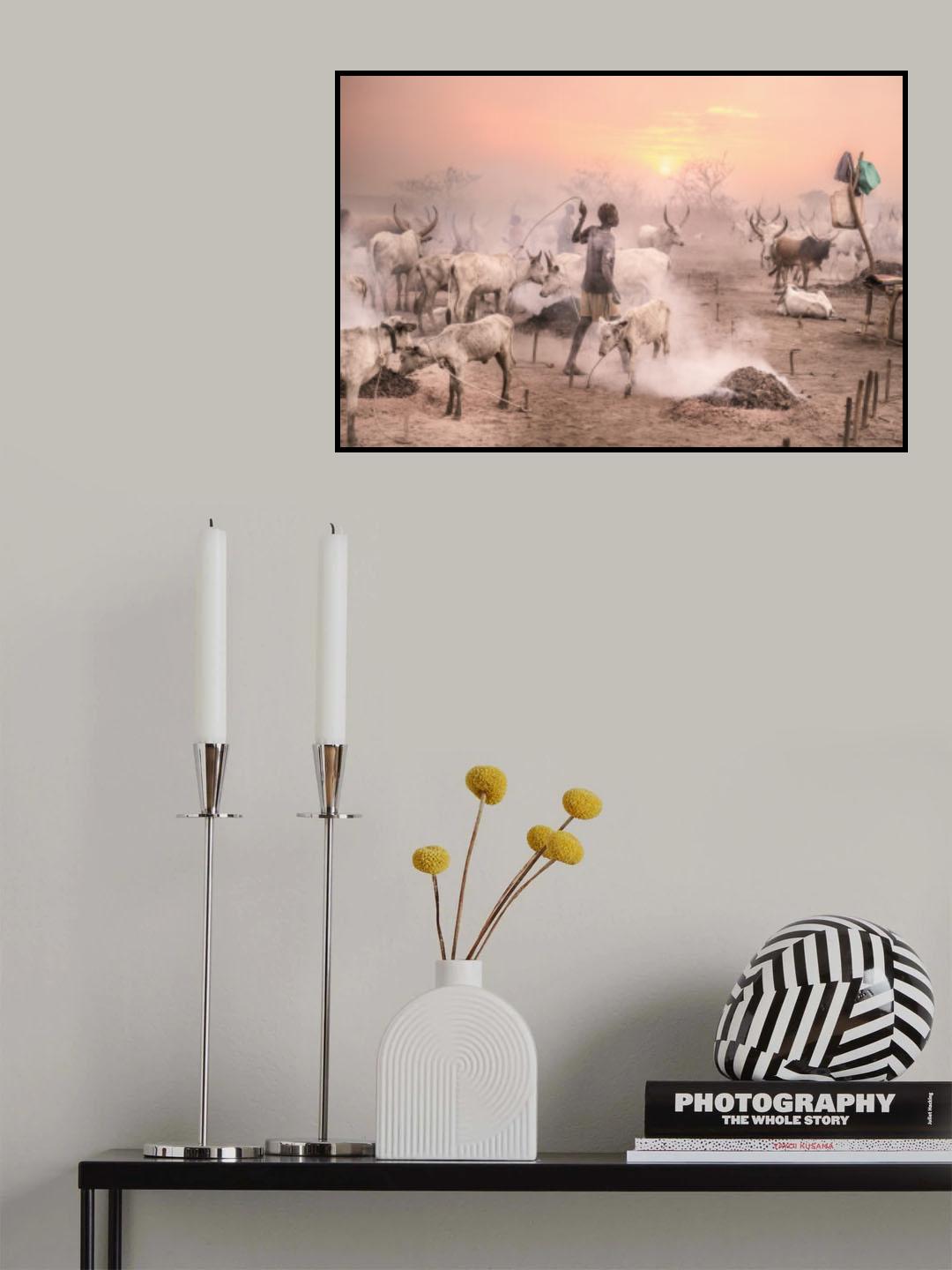 Cattle camp at sunset Poster och Canvastavla