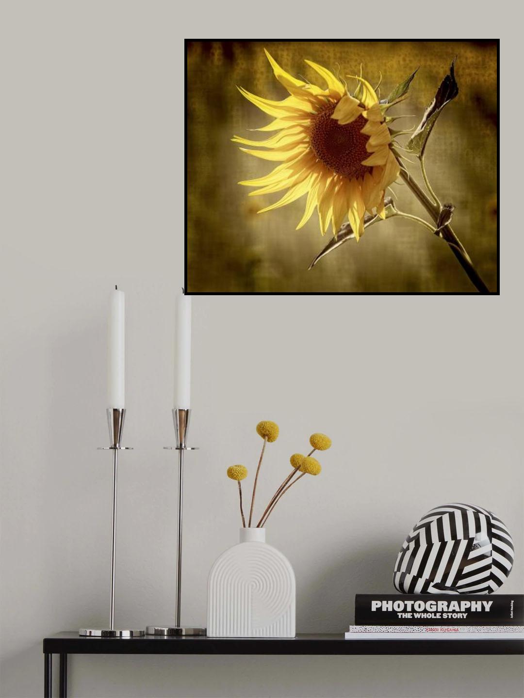 sunflower Poster och Canvastavla