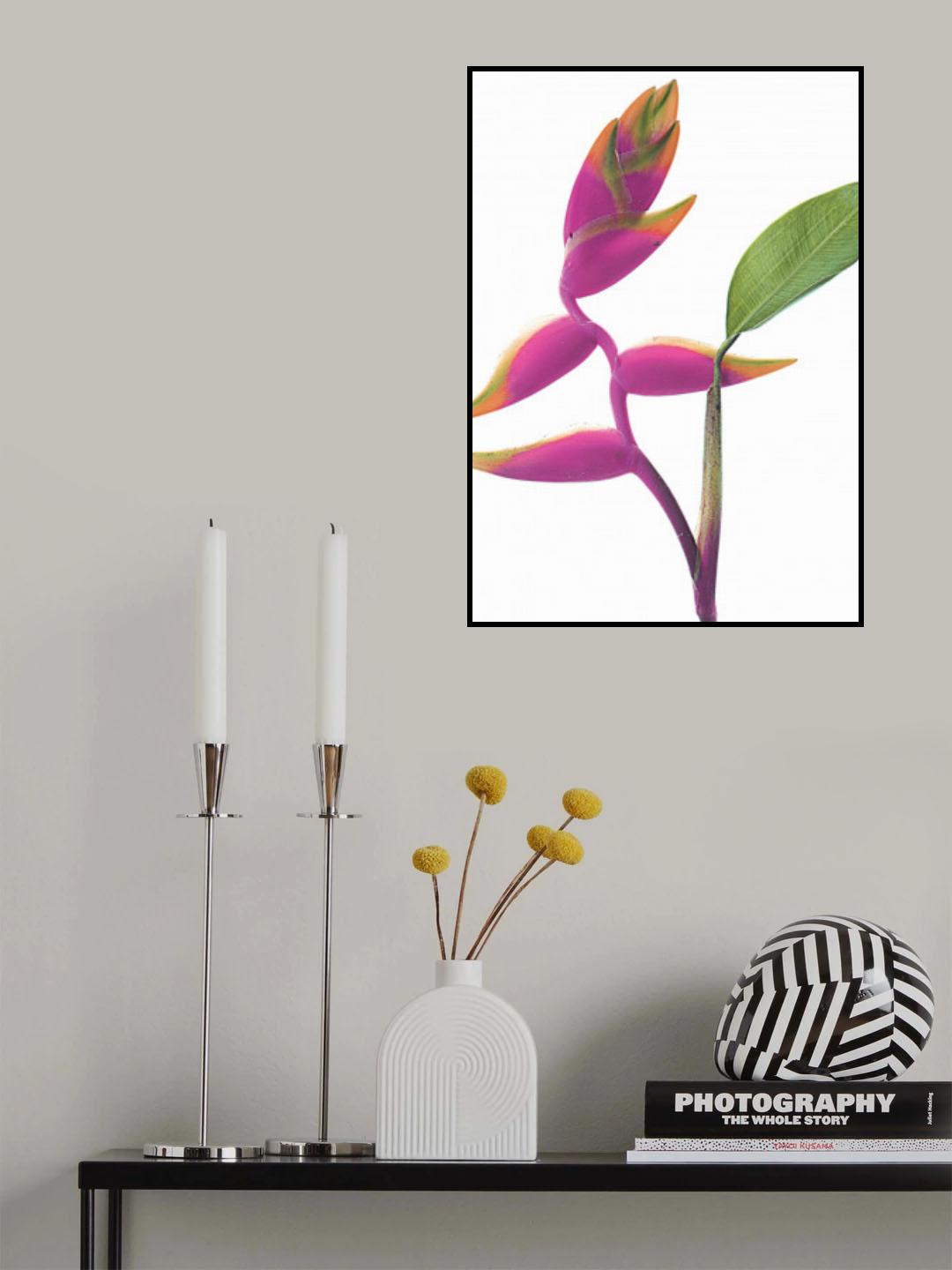 Lobster Claw Poster och Canvastavla