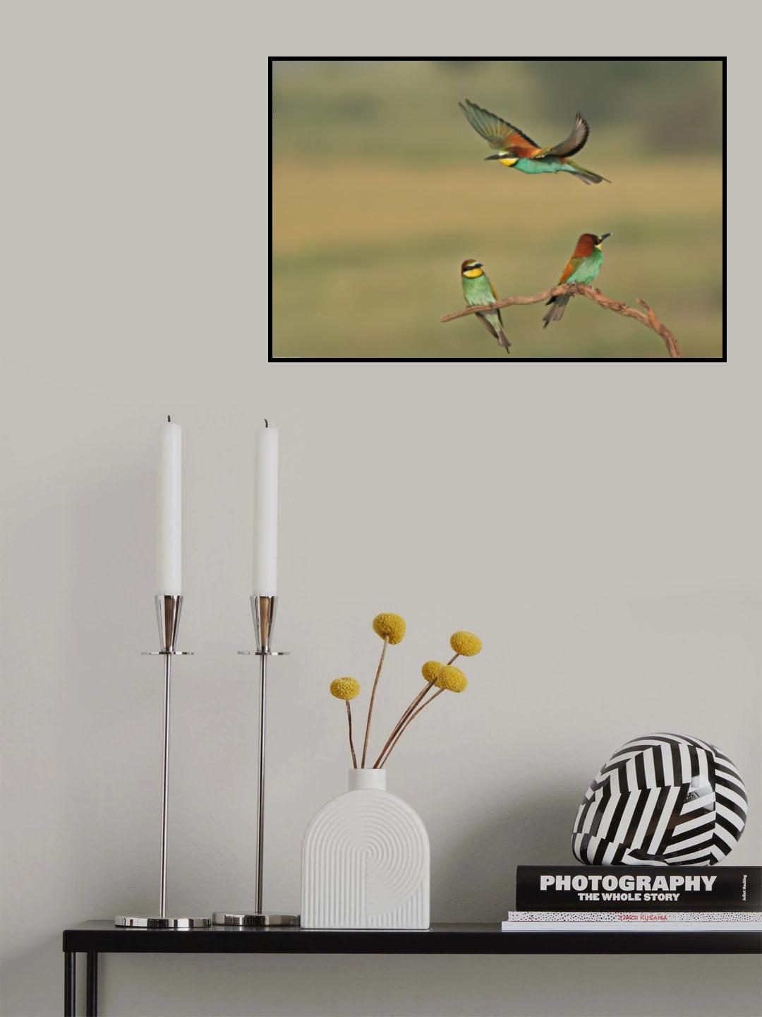 Bee-eaters Poster och Canvastavla