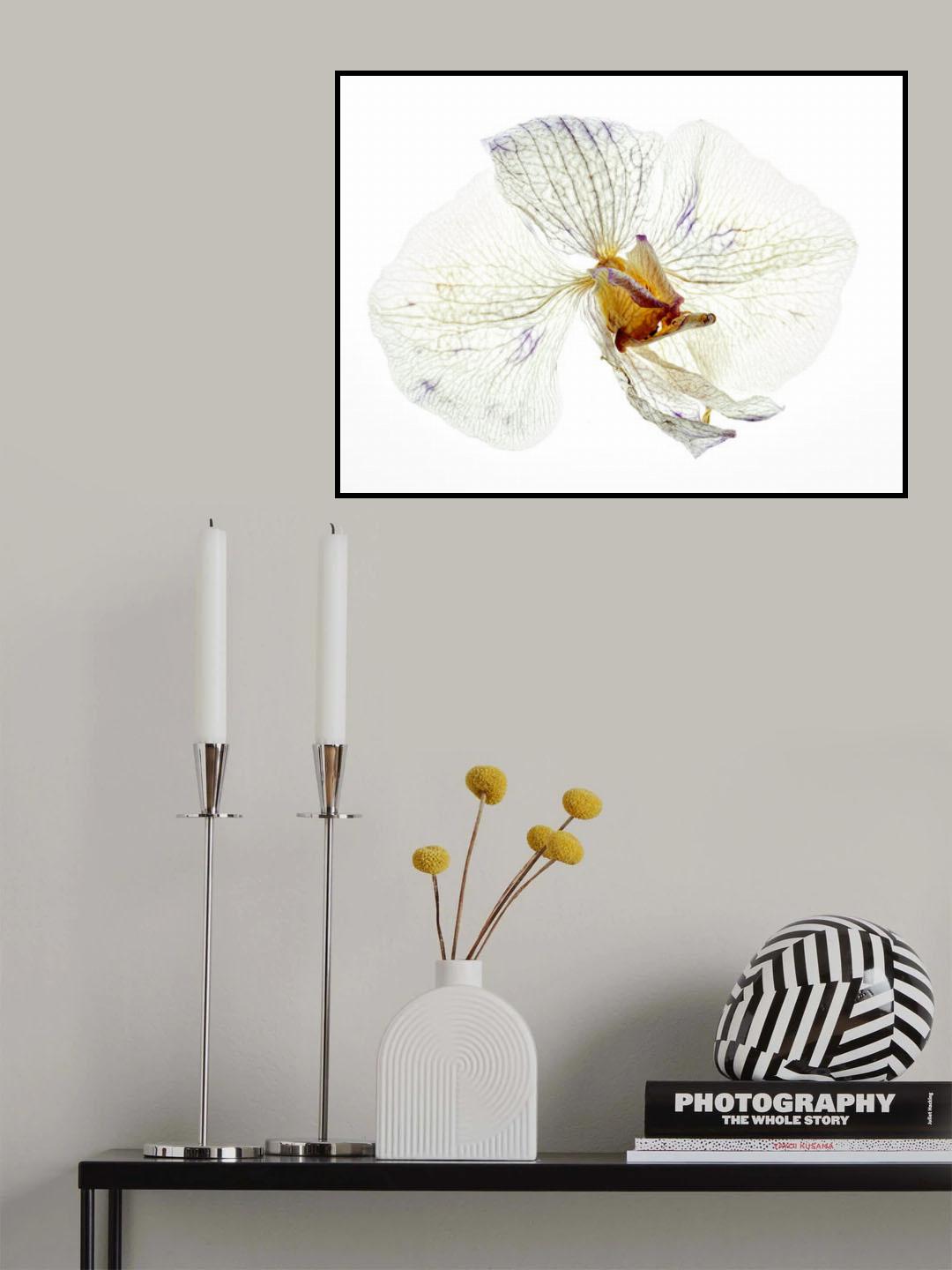 Dry orchid Poster och Canvastavla