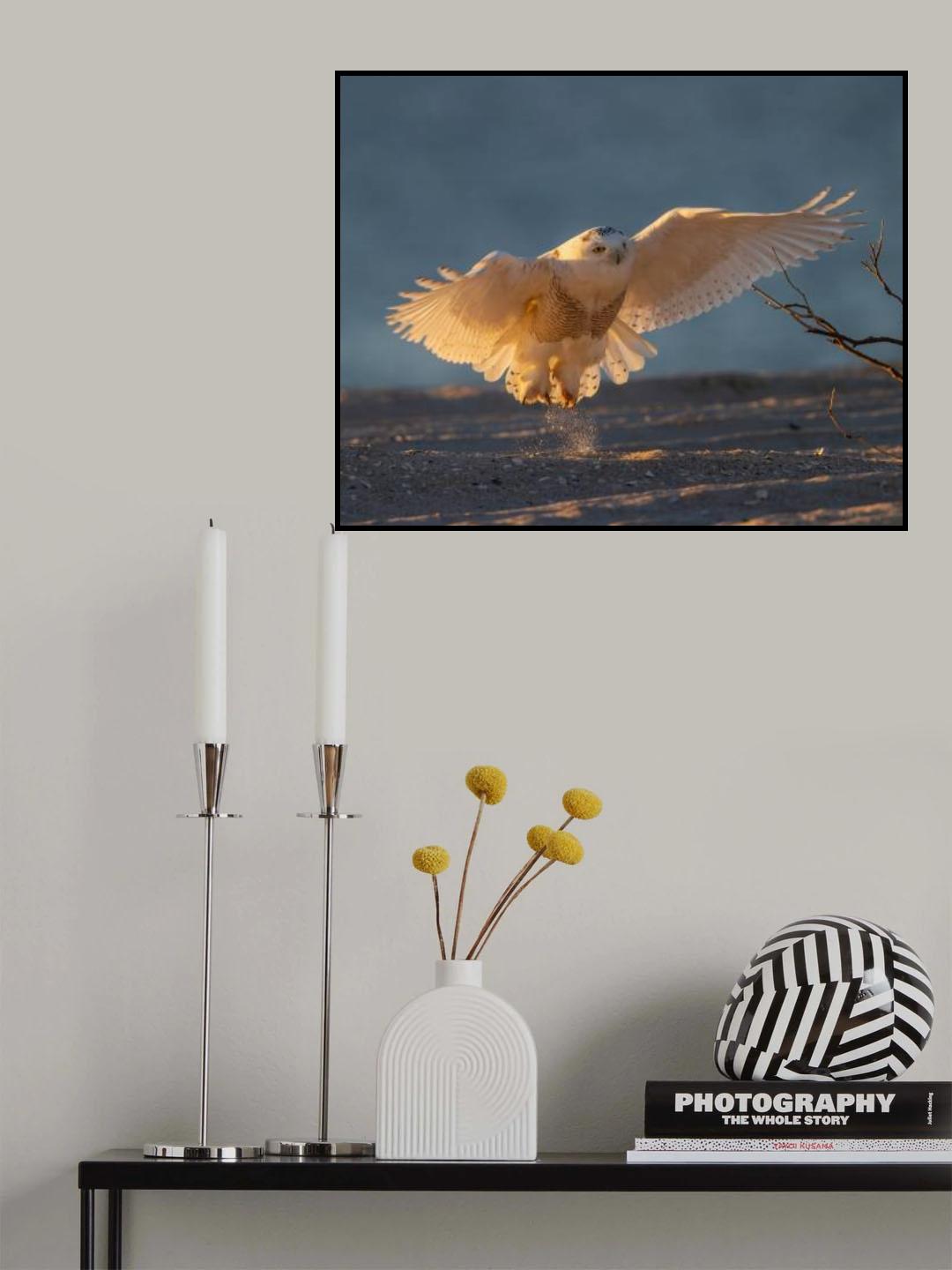 Snowy Owl in Early Morning Poster och Canvastavla