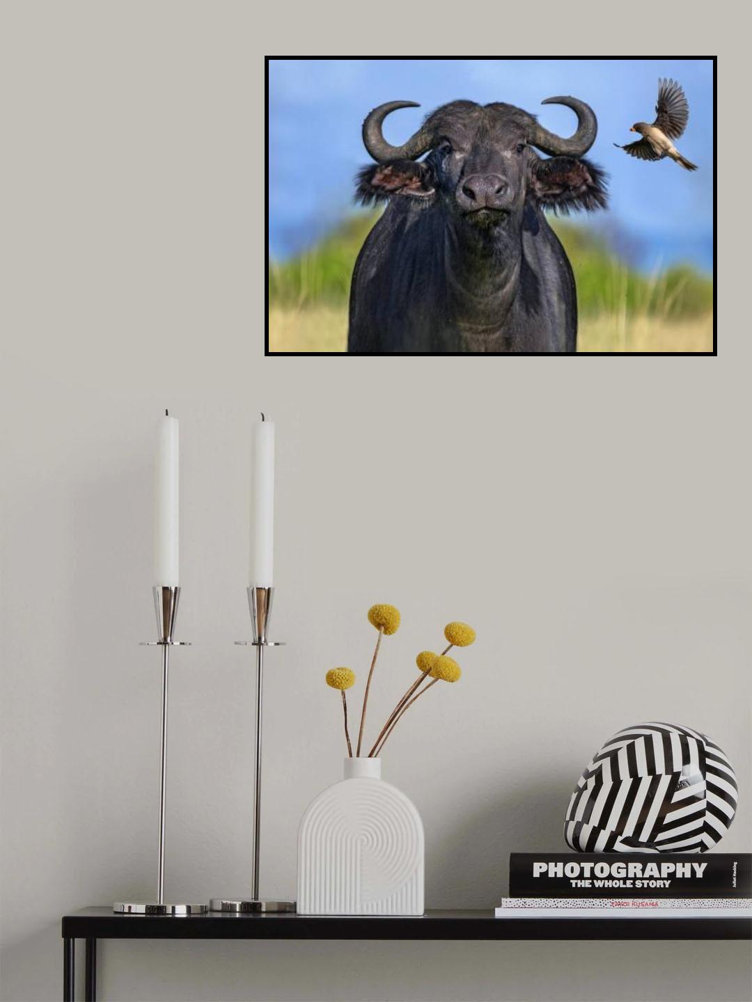 Oxpecker landing on buffalo Poster och Canvastavla