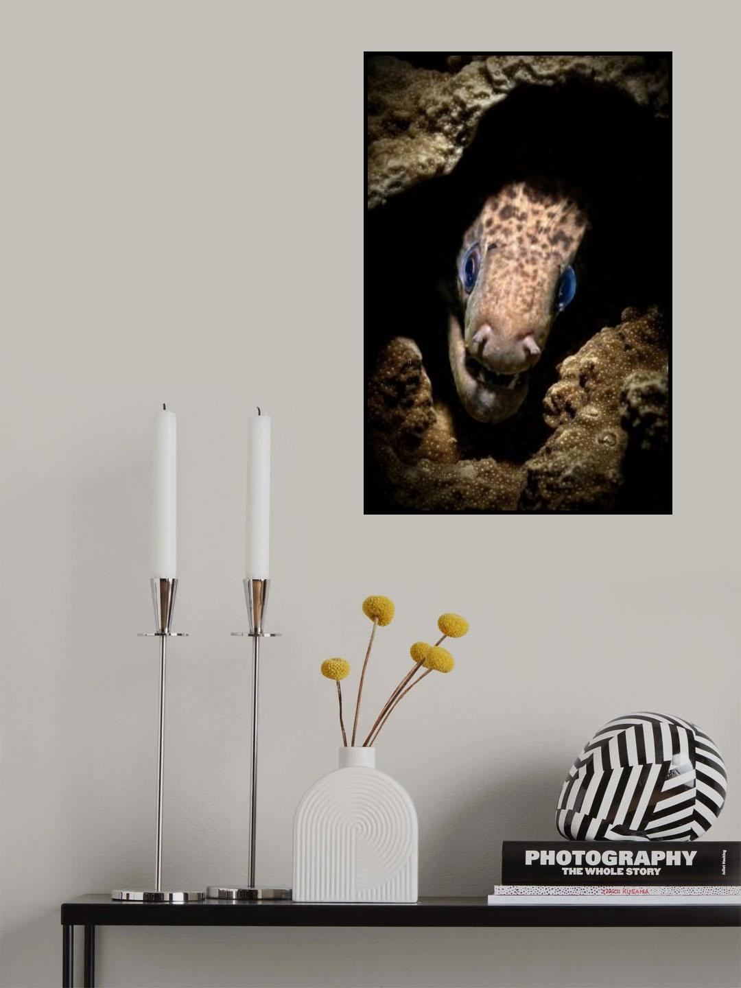 Moray Eel portrait Poster och Canvastavla