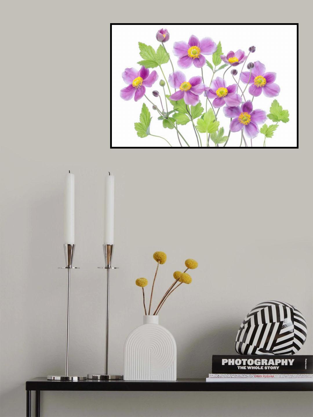 Anemone 'Hadspen Abundance' Poster och Canvastavla