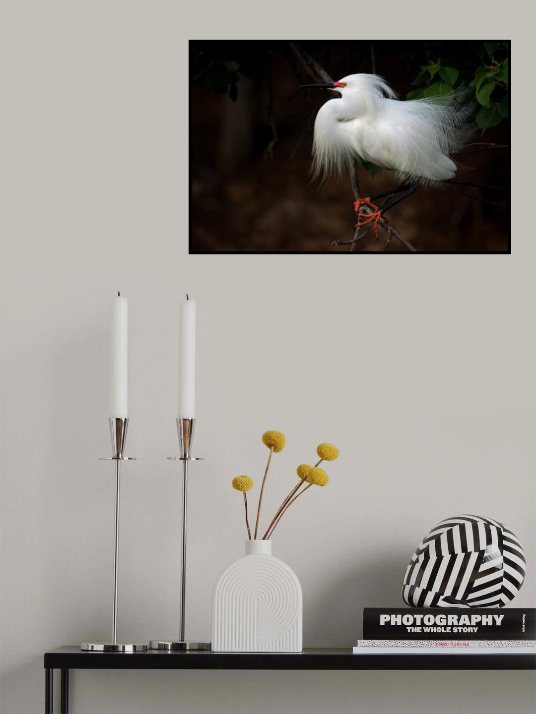 Snowy Egret Poster och Canvastavla