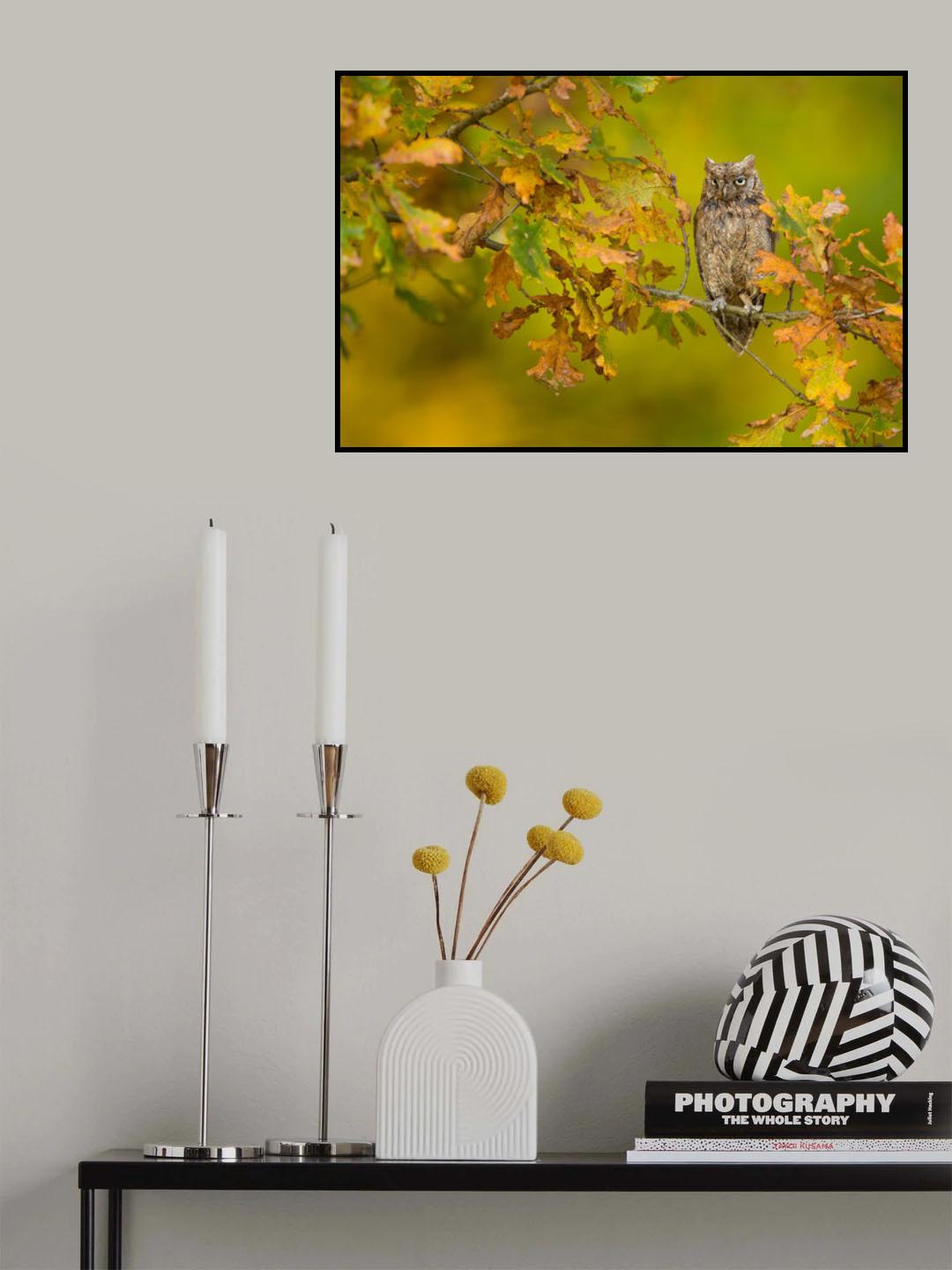 European Scops Owl Poster och Canvastavla