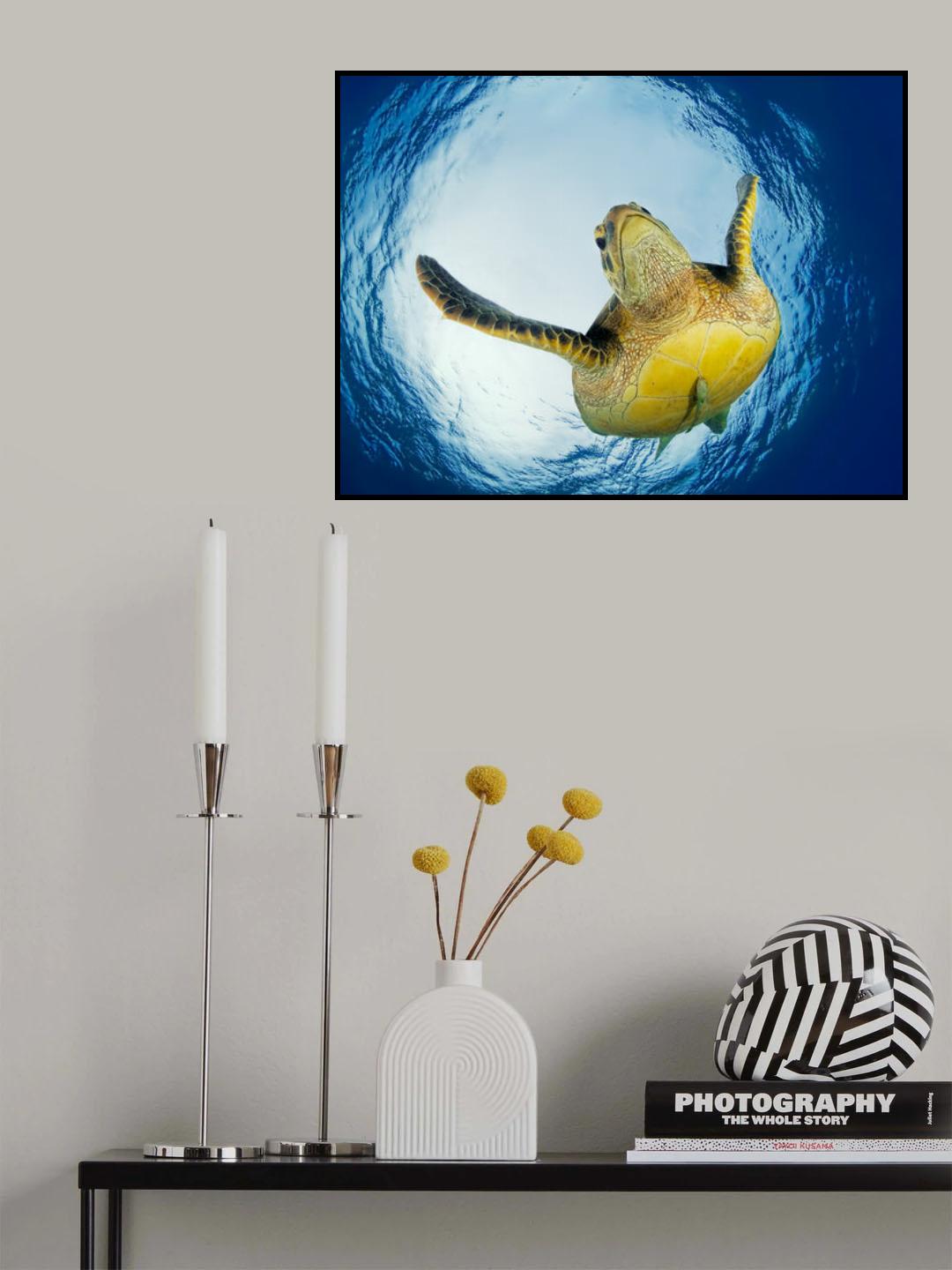 Green Turtle in Snells Window Poster och Canvastavla
