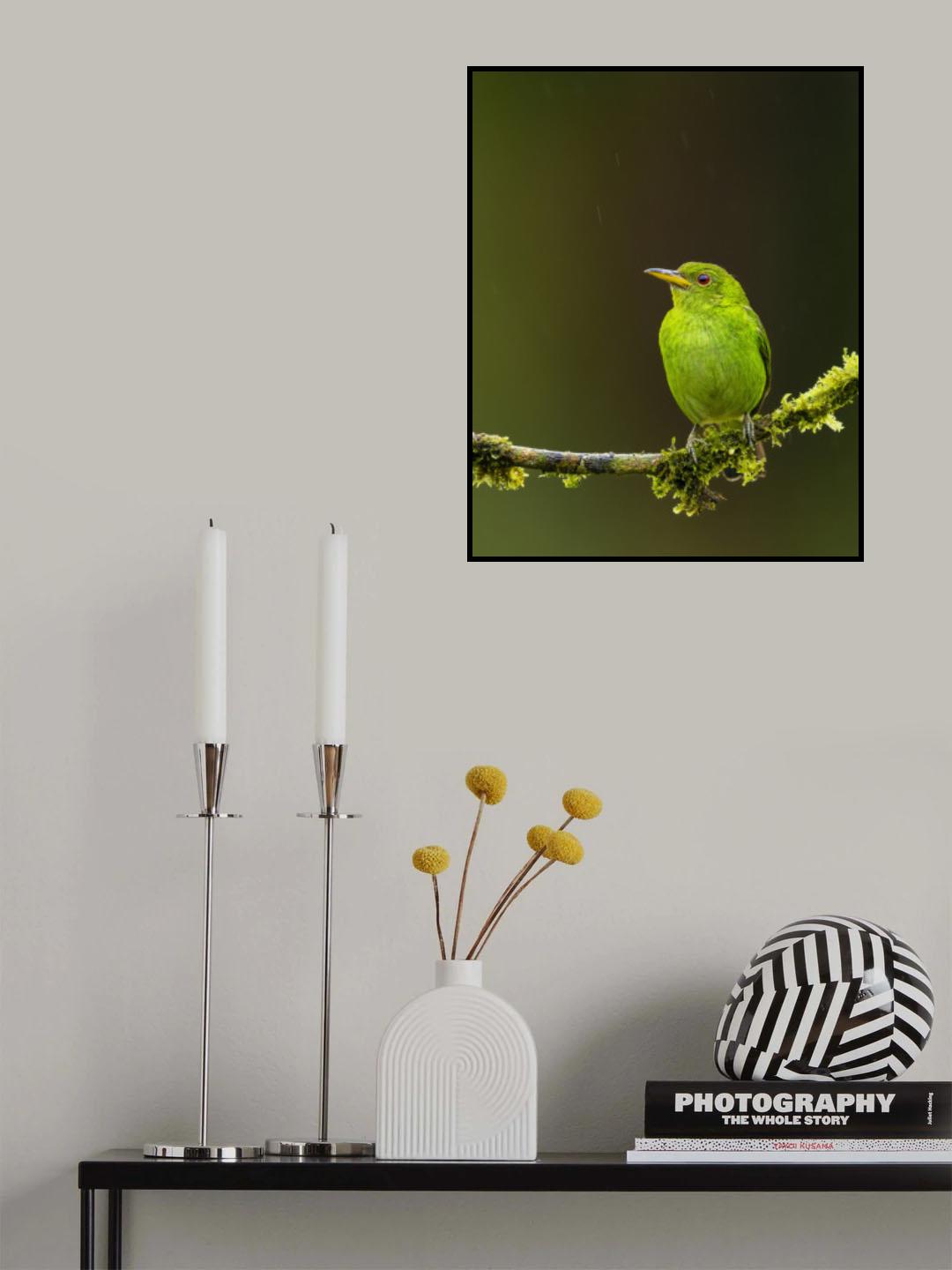 Green Honeycreeper - female Poster och Canvastavla