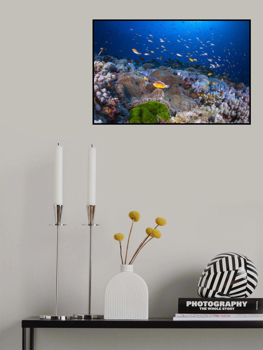 Anemon and Anthias Poster och Canvastavla