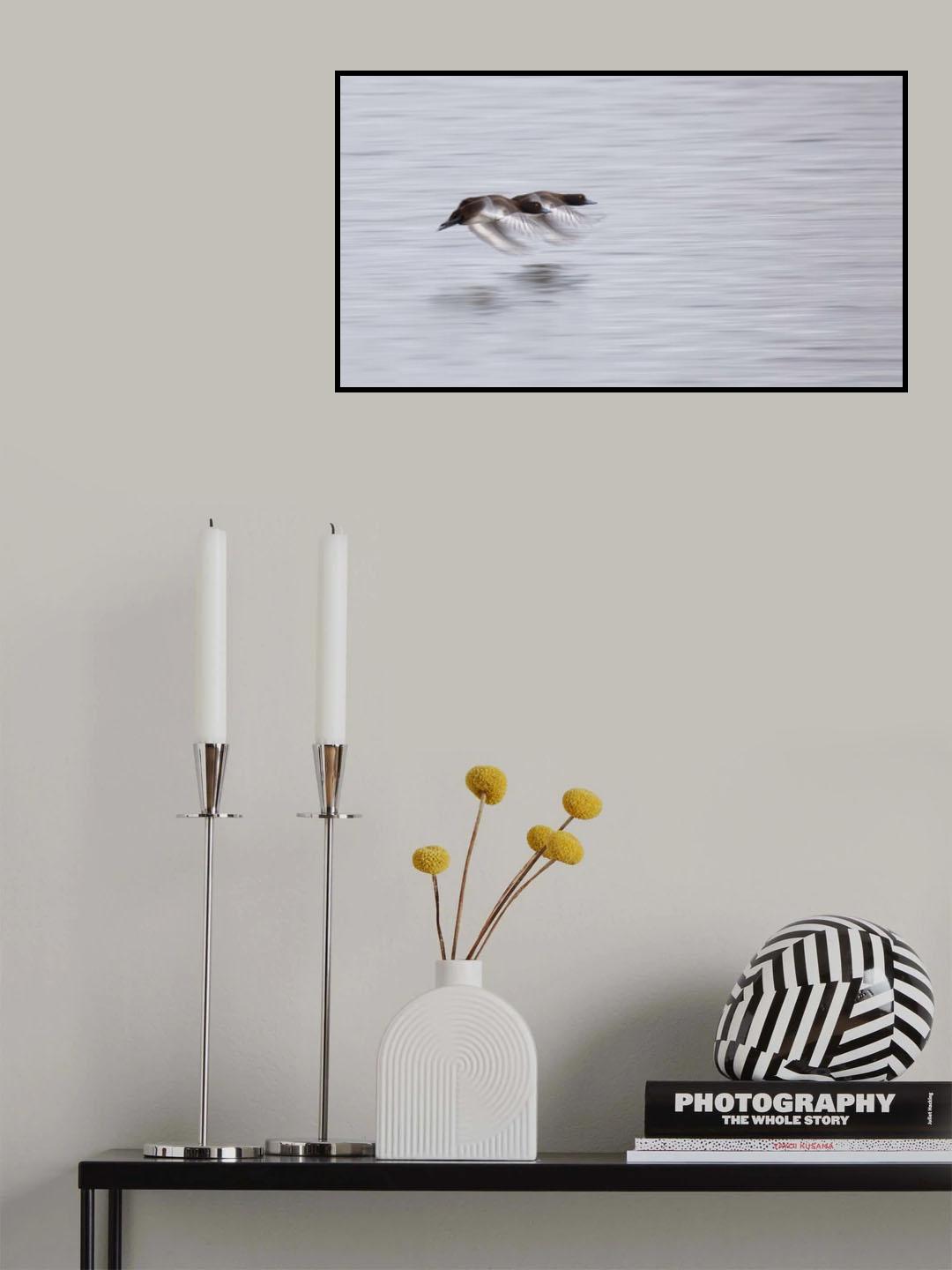 Two Tufted Duck Poster och Canvastavla