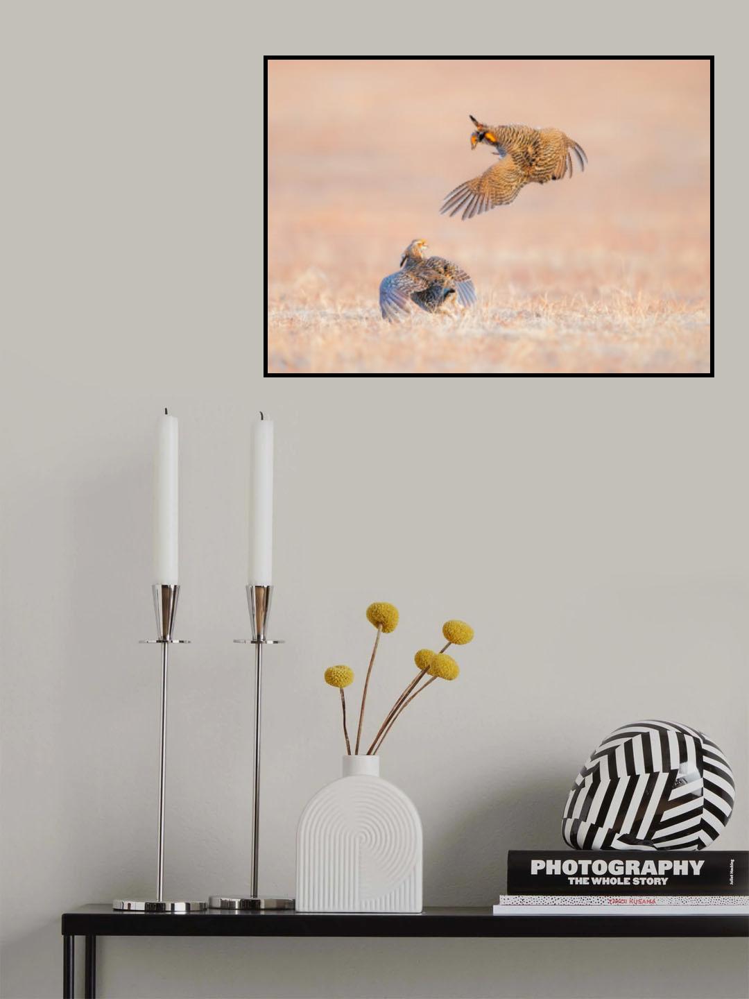 Greater Prairie Chicken Poster och Canvastavla