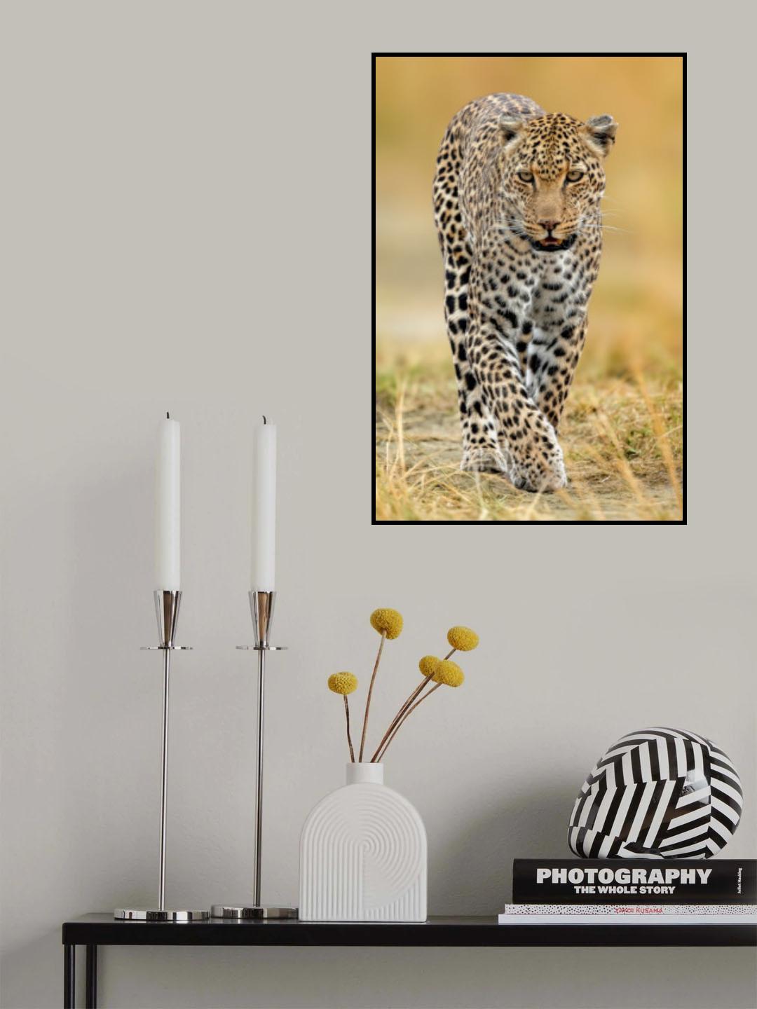 leopard Poster och Canvastavla