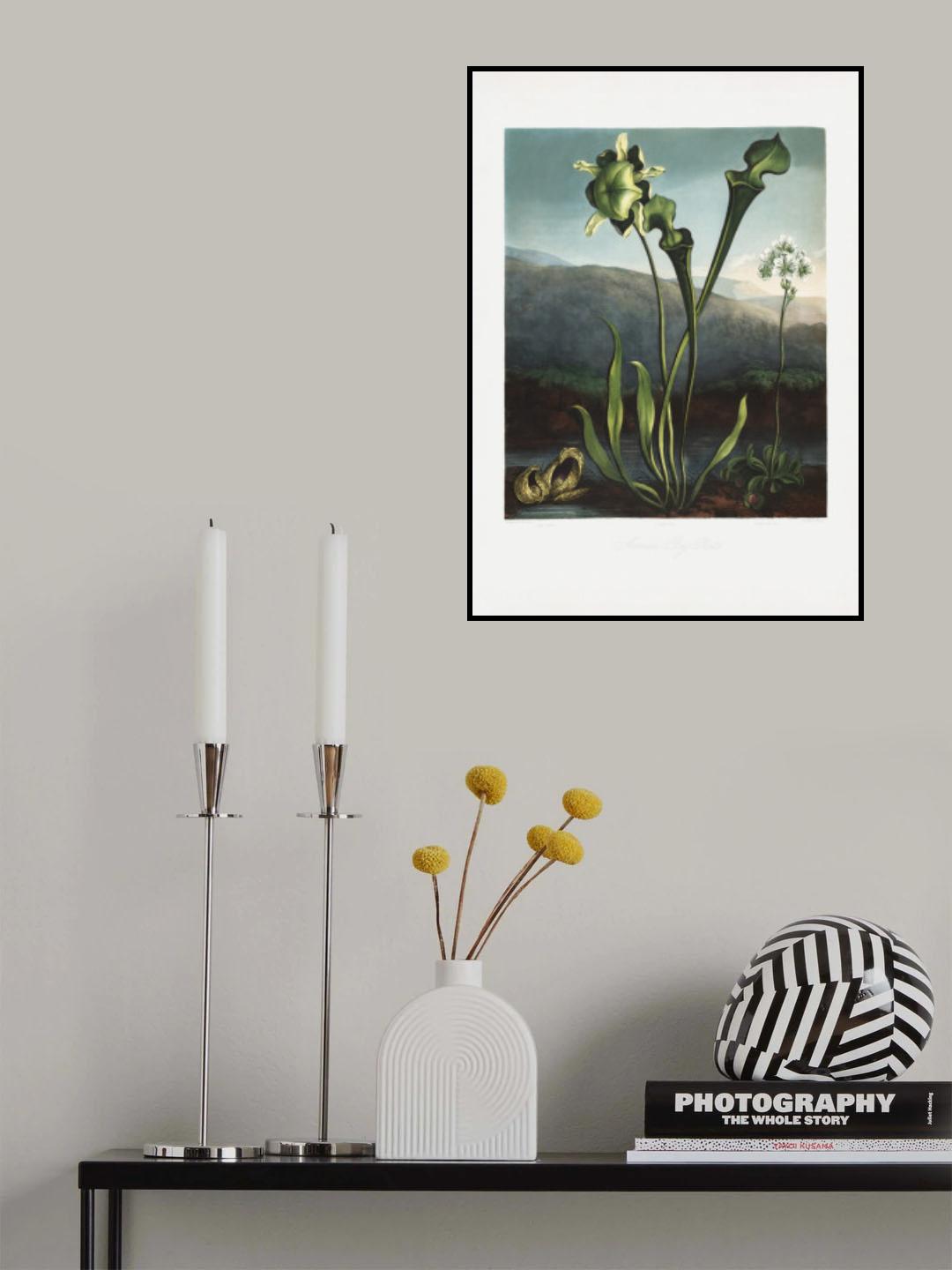 American Bog Plants from The Temple of Flora (1807) Poster och Canvastavla