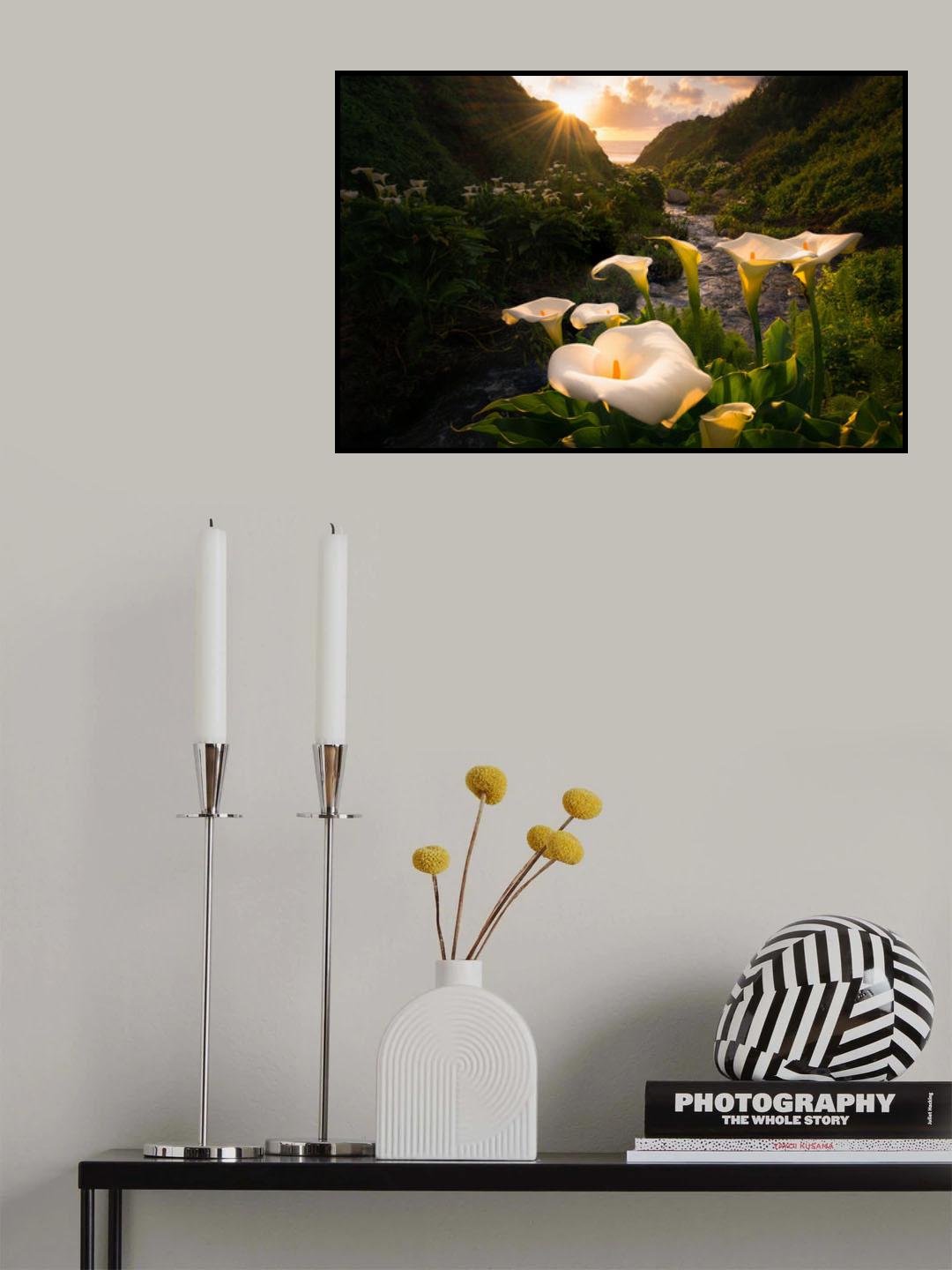 Calla Lily world Poster och Canvastavla