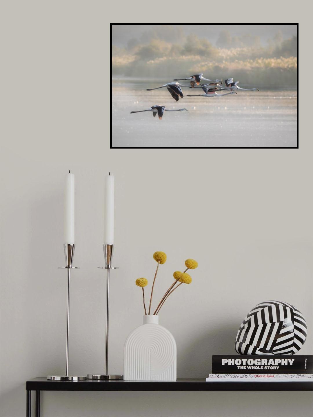 Greater Flamingos Poster och Canvastavla
