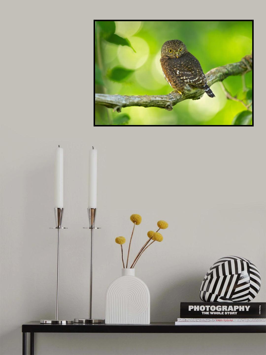 Costa Rican pygmy owl Poster och Canvastavla