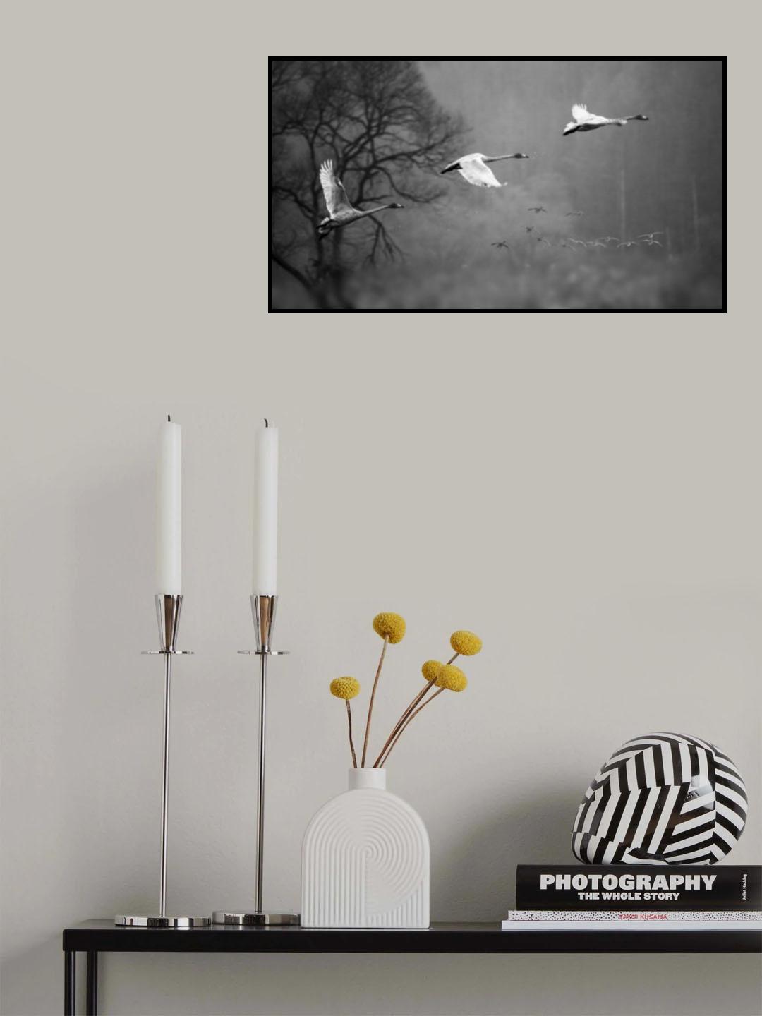 Swans Flying Poster och Canvastavla