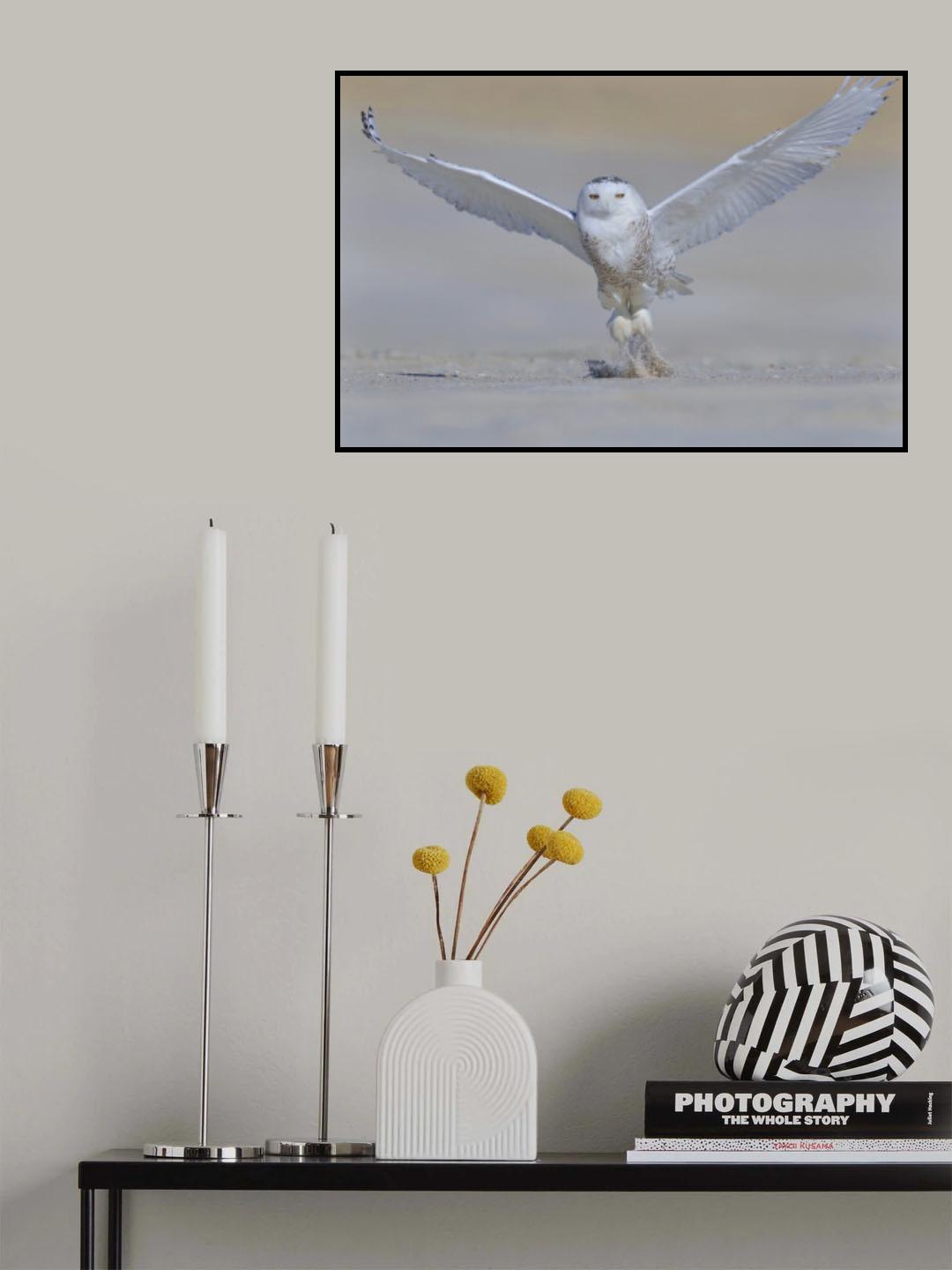 Snowy Owl Poster och Canvastavla
