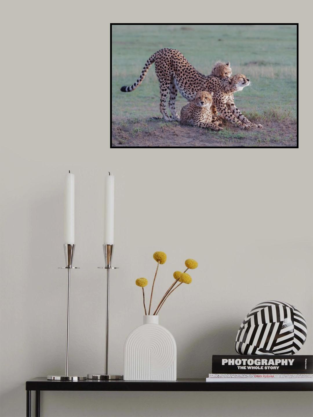 Cheetah family Poster och Canvastavla
