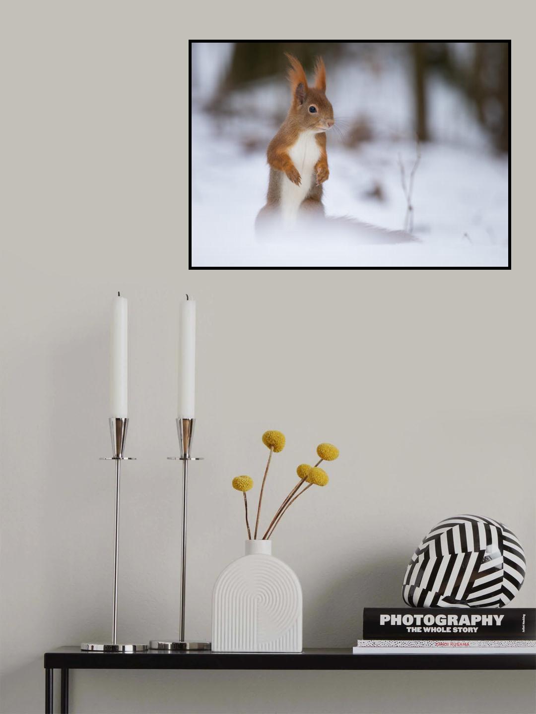 Squirrel Poster och Canvastavla