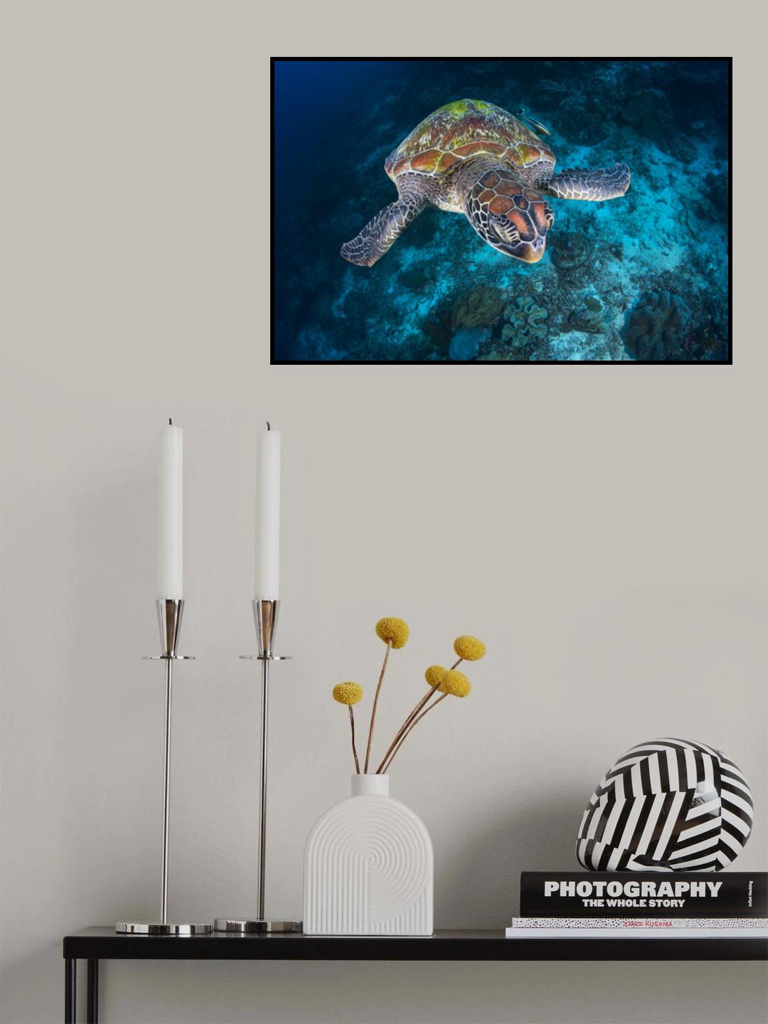 Green turtle from Sauwandarek Poster och Canvastavla