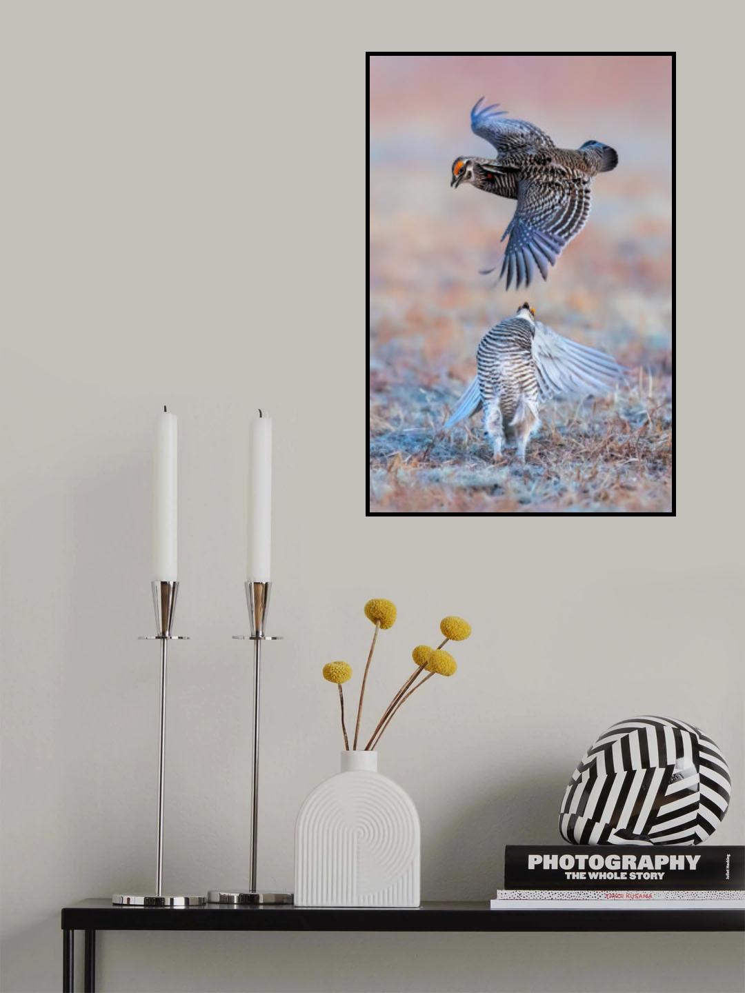 Greater Prairie Chicken Poster och Canvastavla
