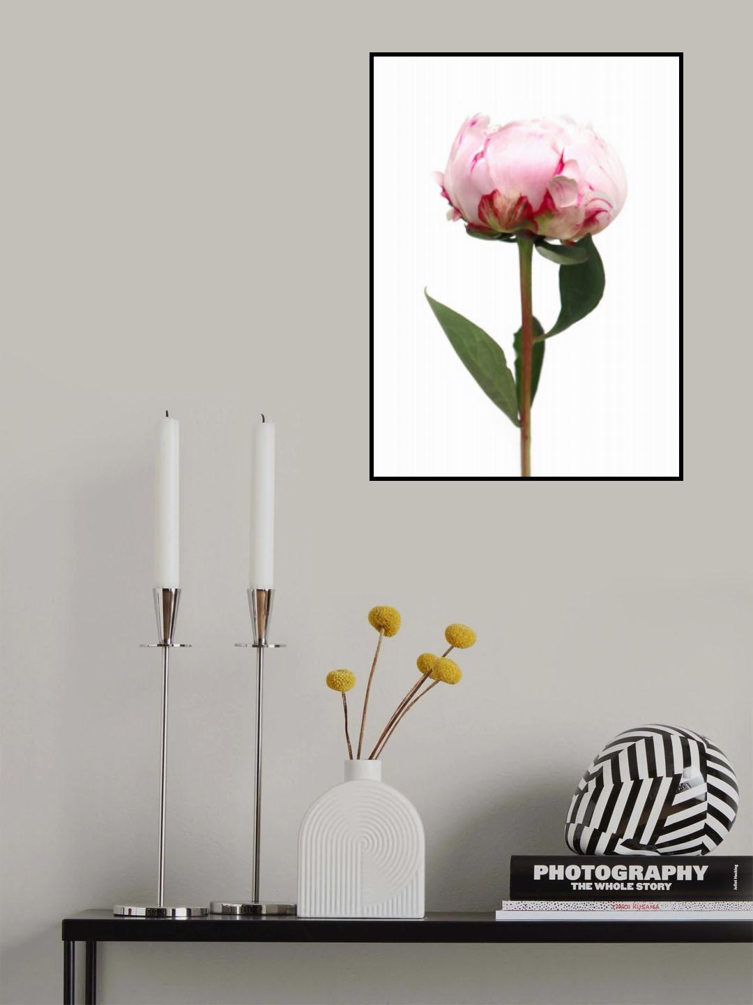 Pink peony II Poster och Canvastavla