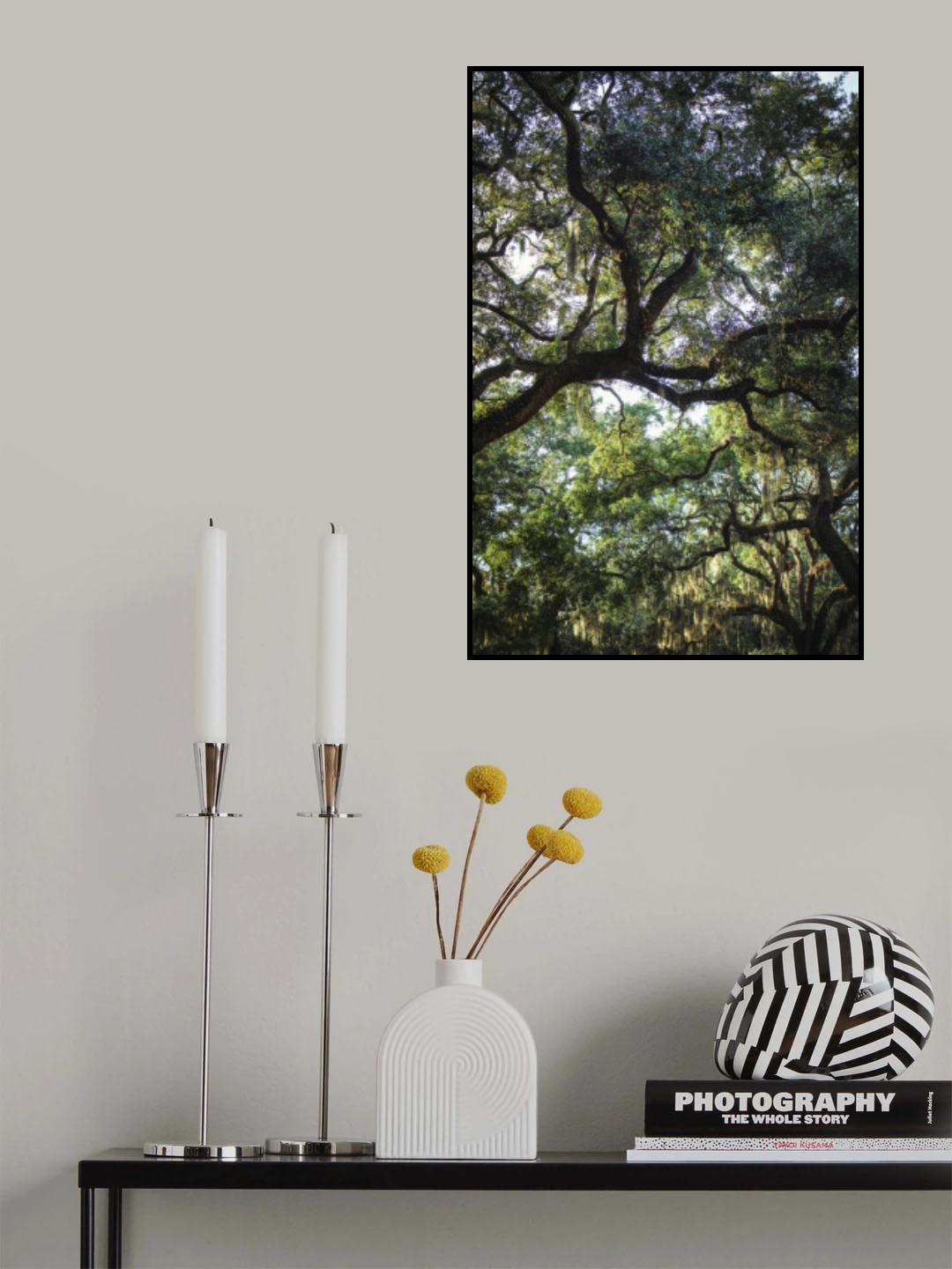 Oaks Poster och Canvastavla