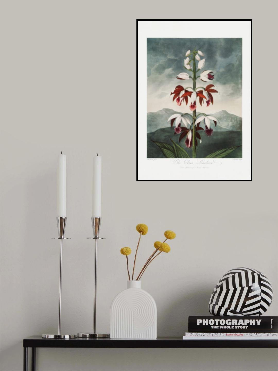 The Chinese Limodoron from The Temple of Flora (1807) Poster och Canvastavla