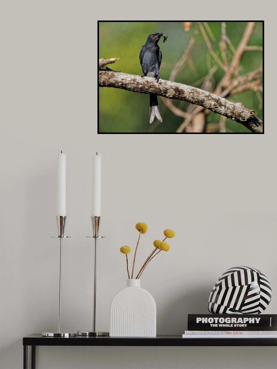 Ashy drongo with prey Poster och Canvastavla