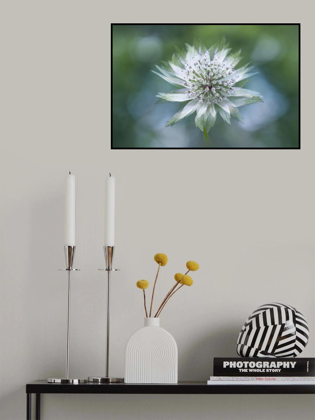 Astrantia Poster och Canvastavla