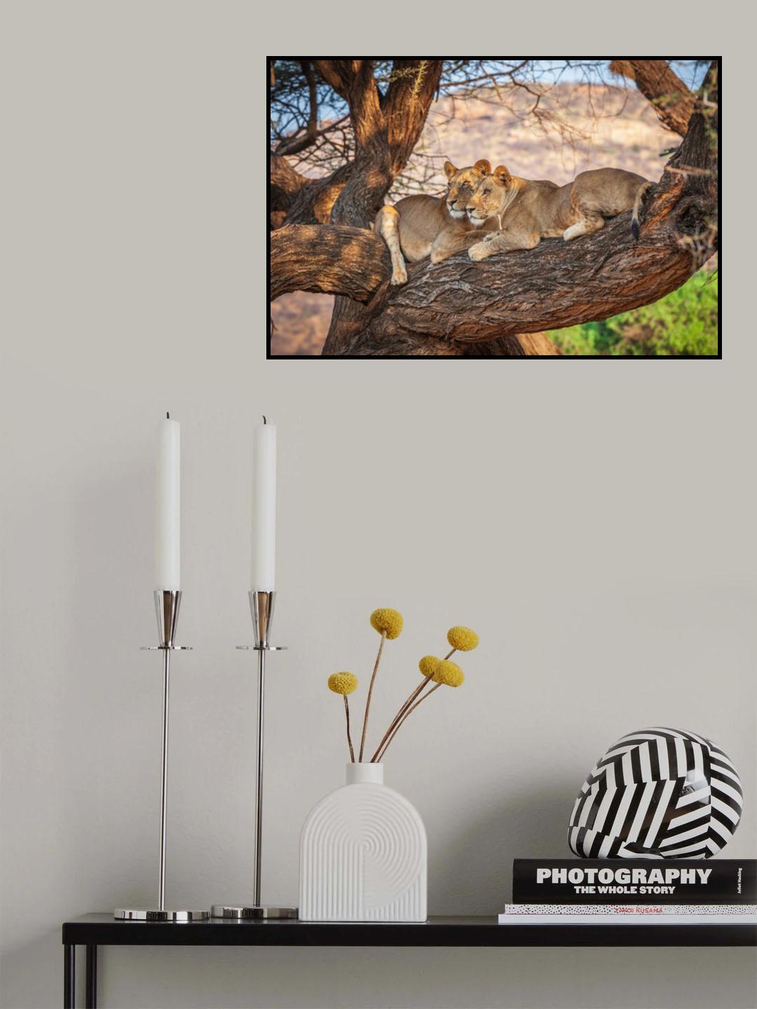 Lions can not climb trees Poster och Canvastavla