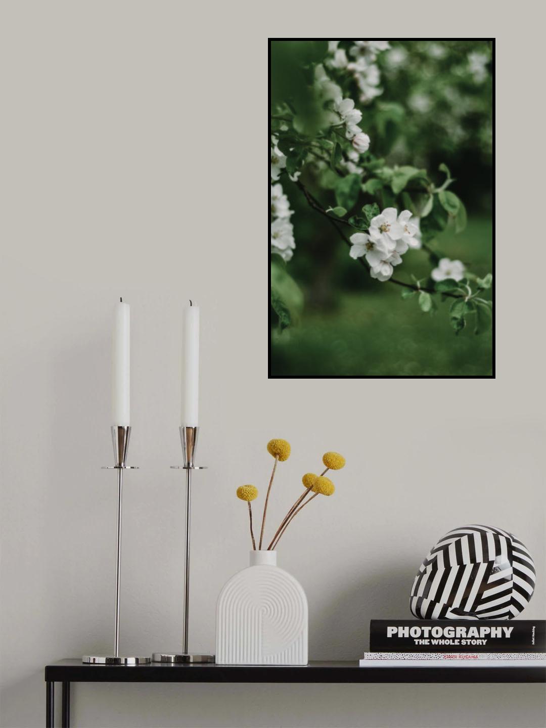 Spring Series - Apple Blossoms in the Rain 7/12 Poster och Canvastavla