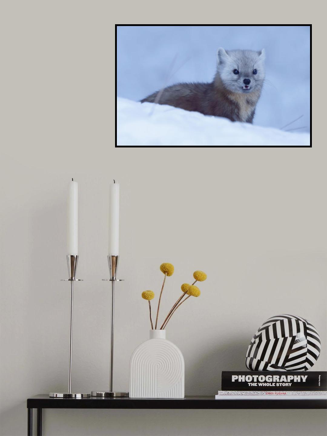 Pine Marten Poster och Canvastavla