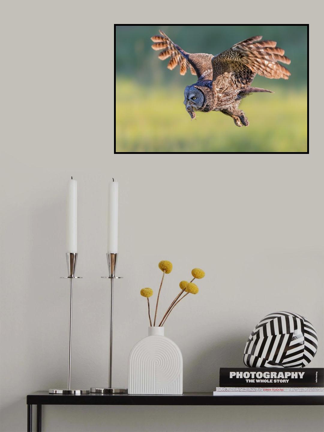 Great Grey Owl Poster och Canvastavla