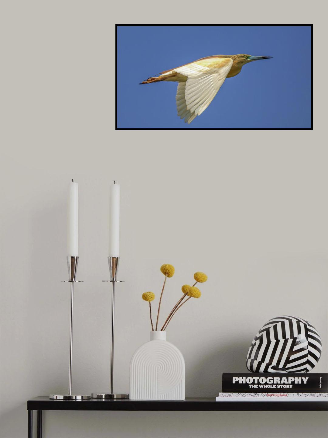 Squacco Heron Blue Sky Poster och Canvastavla