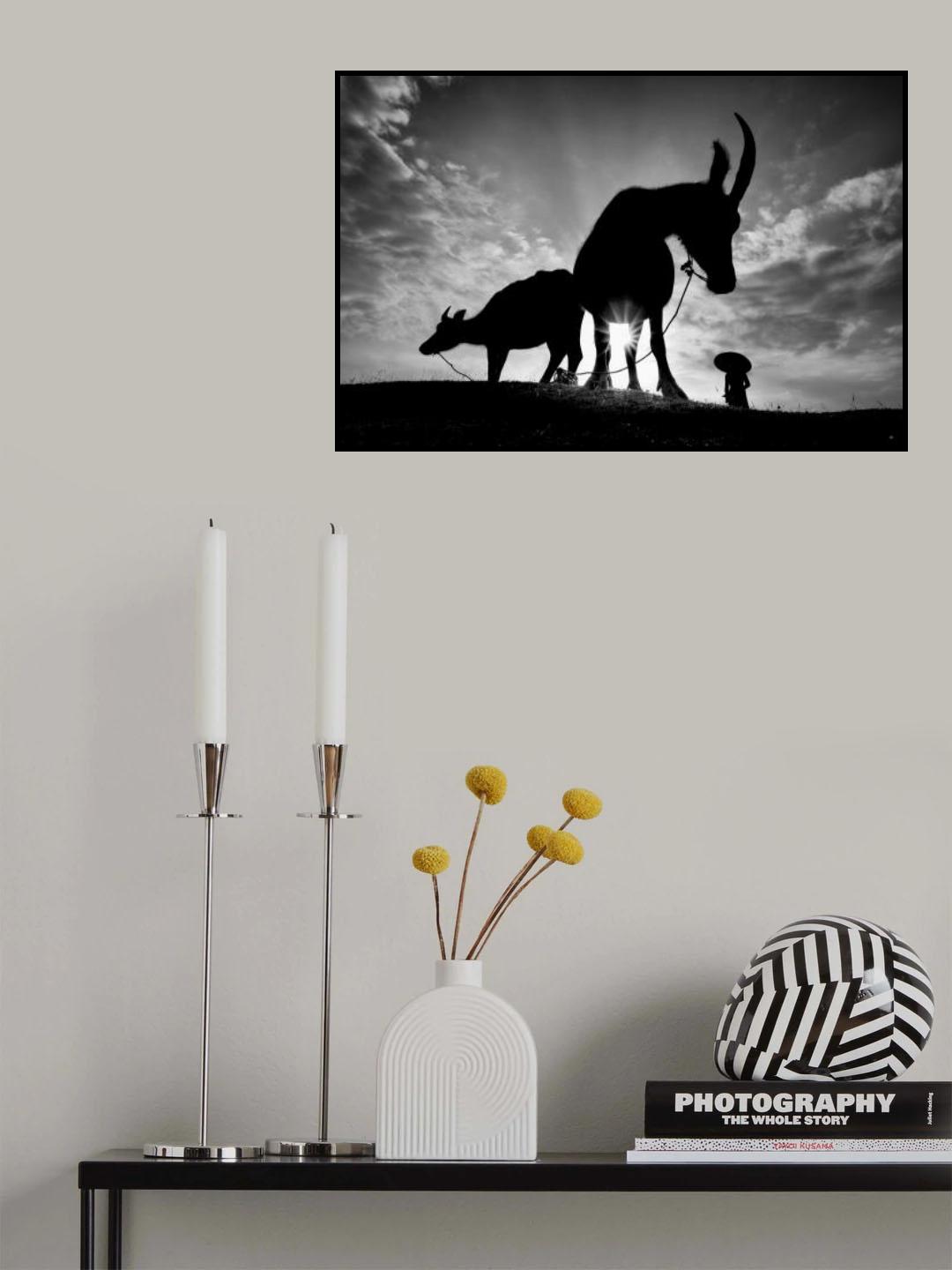 Herding Buffalos Poster och Canvastavla