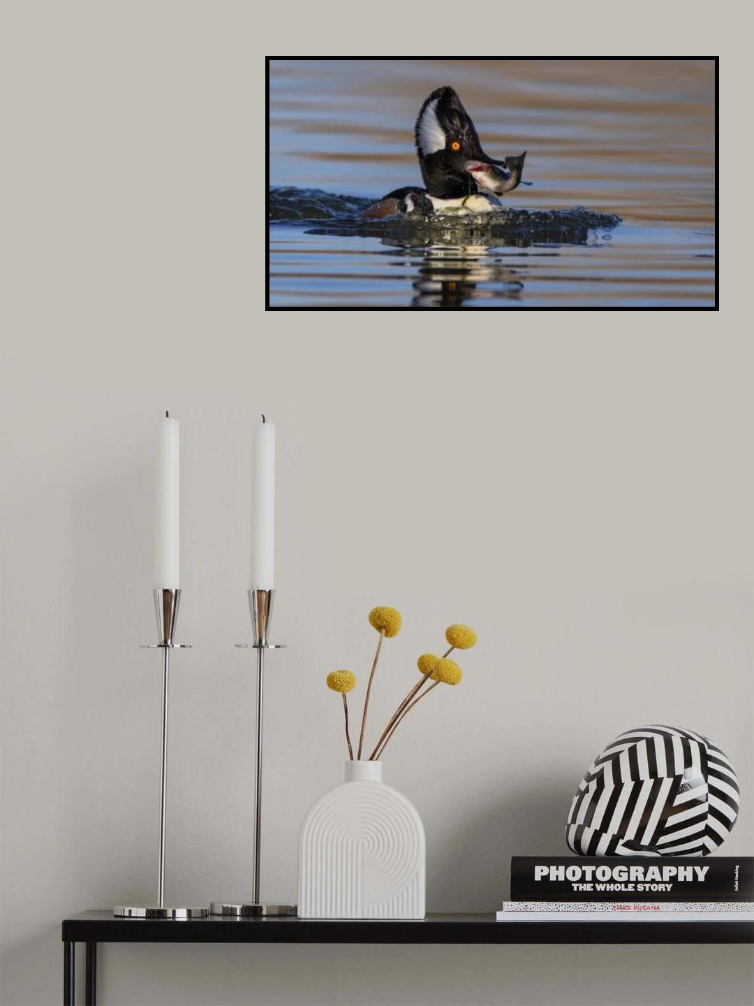 Hooded Merganser Poster och Canvastavla