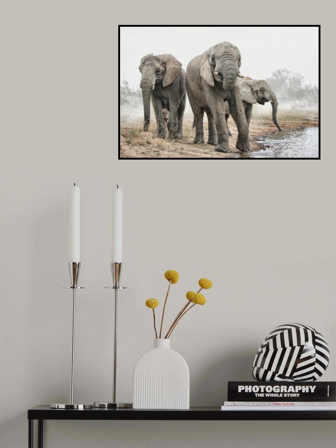 Four Elephants Poster och Canvastavla
